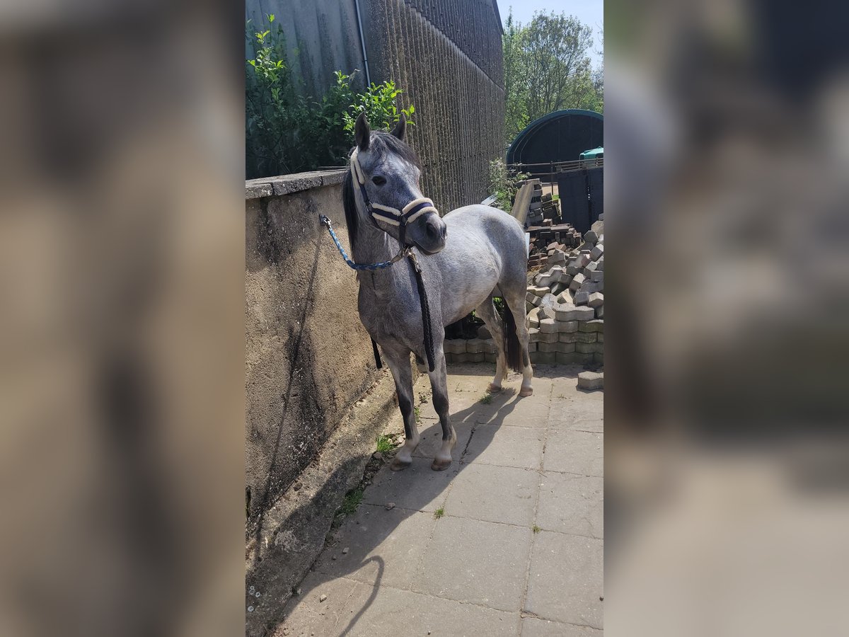 Kuc walijski sekcji B Klacz 4 lat 129 cm in Bedburg