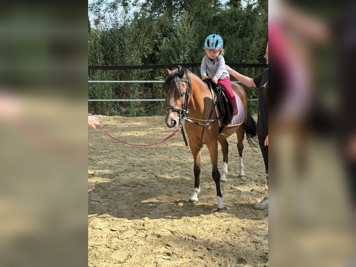 Kuc walijski sekcji B Klacz 5 lat 130 cm Gniada in Drensteinfurt