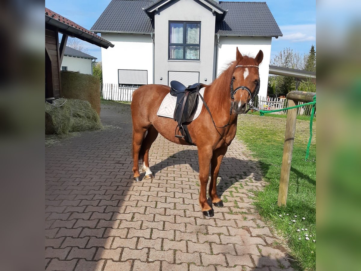Kuc walijski sekcji B Klacz 7 lat 130 cm in Schömberg