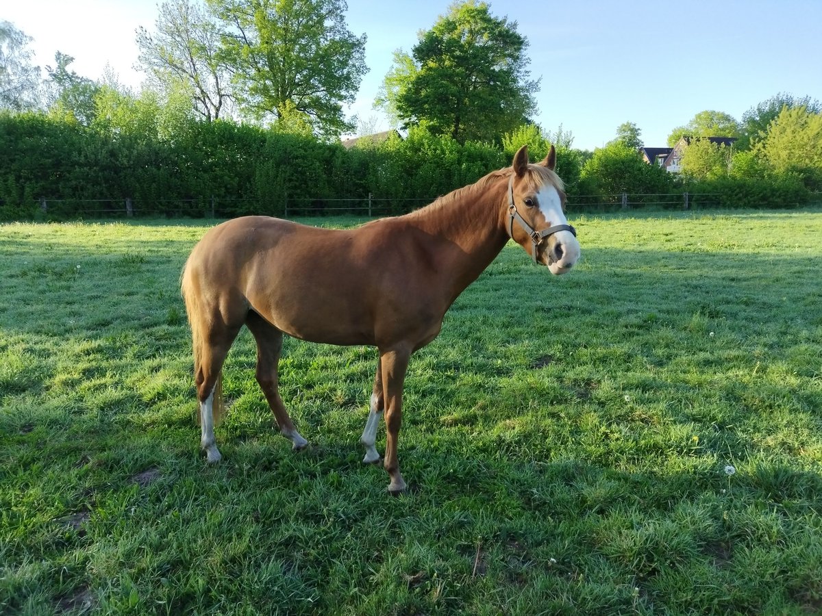 Kuc walijski sekcji B Klacz 8 lat 134 cm Kasztanowata in Rheine