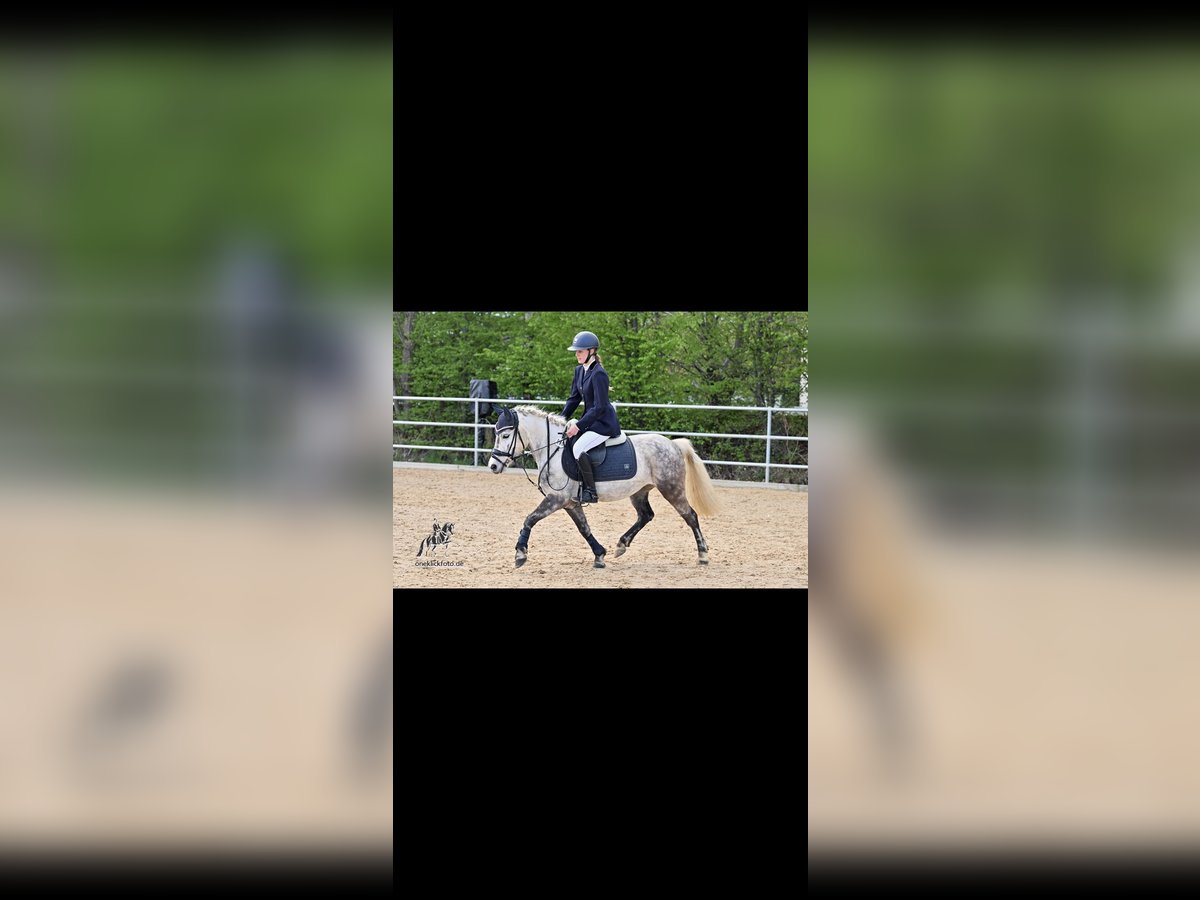 Kuc walijski sekcji B Mix Klacz 8 lat 135 cm Siwa in Maisach