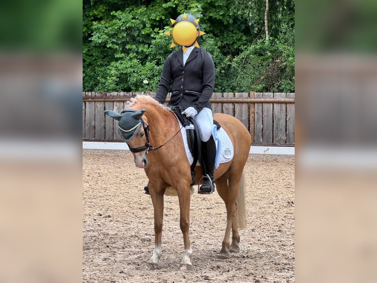 Kuc walijski sekcji B Klacz 9 lat 135 cm Izabelowata in M&#xFC;nchen