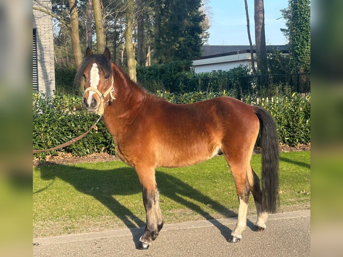 Kuc walijski sekcji B Ogier 3 lat 118 cm Gniada in Neerpelt