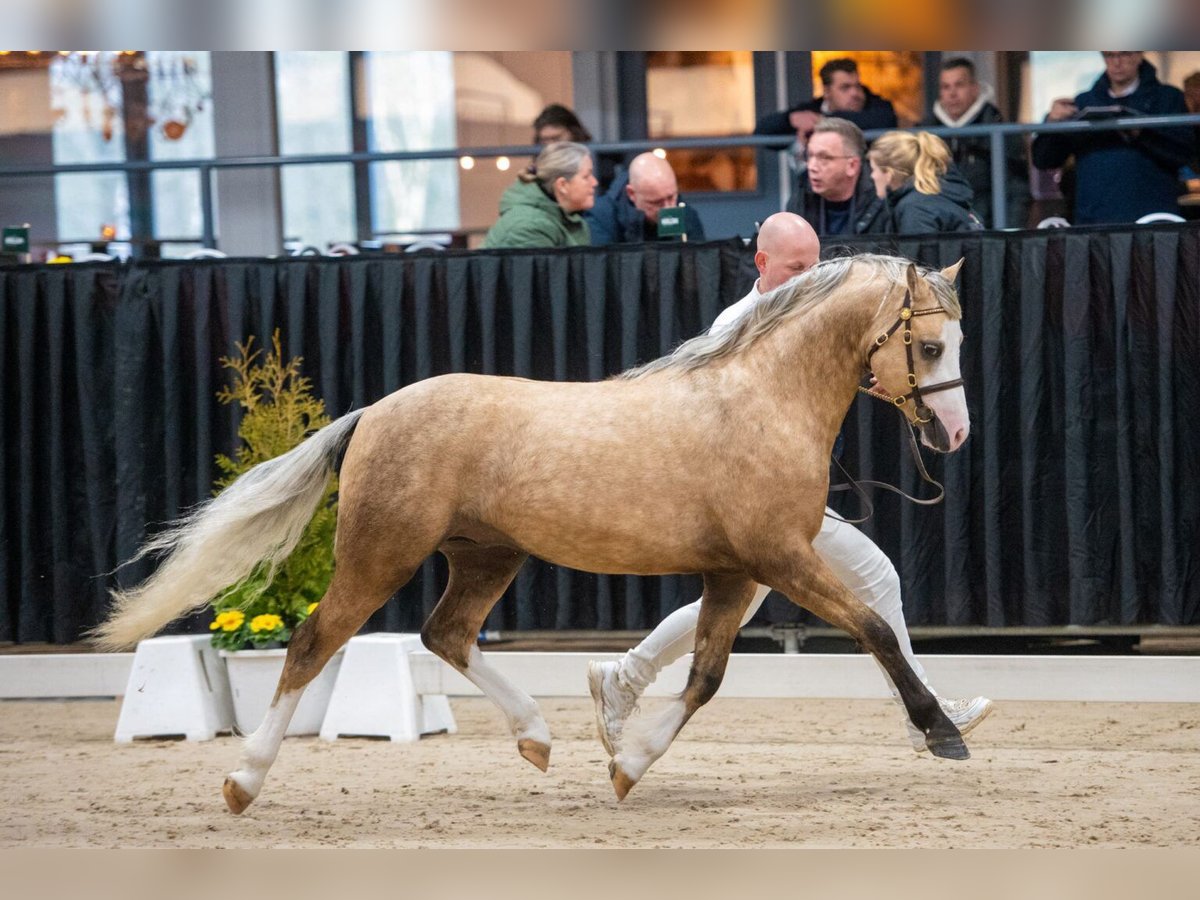 Kuc walijski sekcji B Ogier 3 lat 132 cm Izabelowata in Nieuwe Niedorp