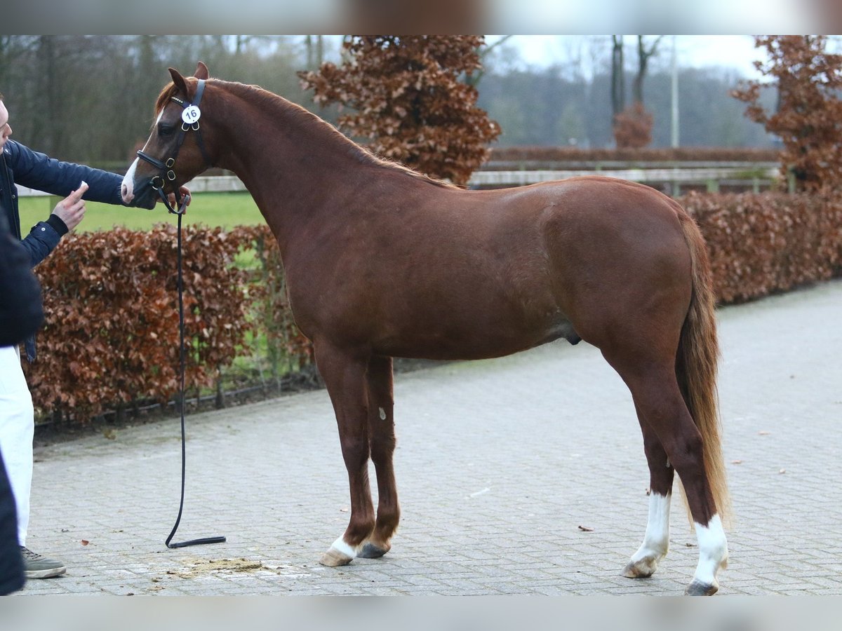 Kuc walijski sekcji B Ogier 3 lat 132 cm Kasztanowata in Waterlandkerkje