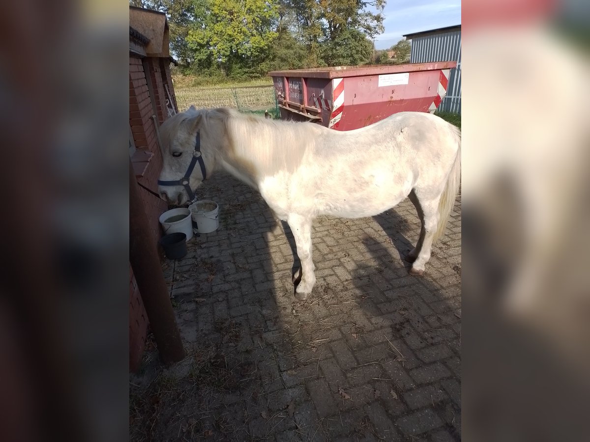 Kuc walijski sekcji B Wałach 17 lat 125 cm Siwa in Osterwald