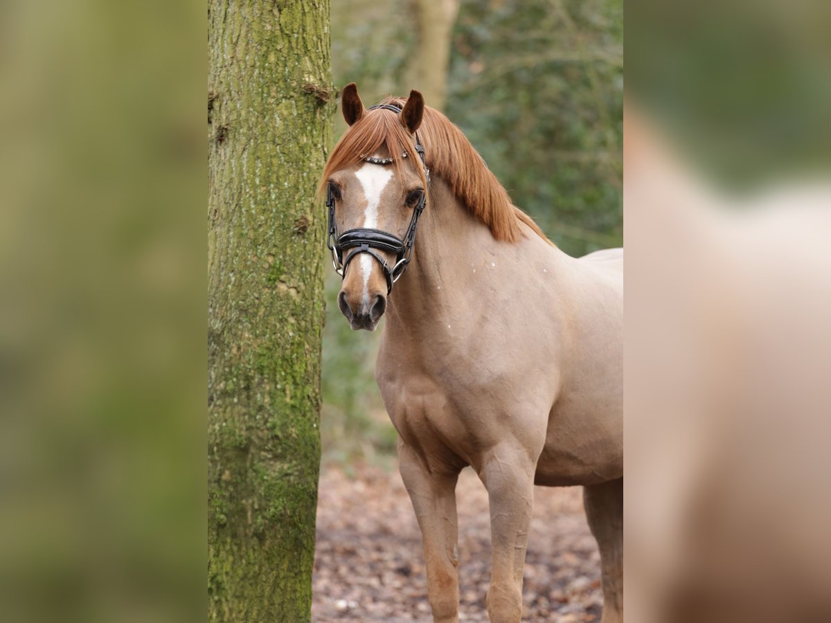 Kuc walijski sekcji B Wałach 18 lat 134 cm Kasztanowata in Heemskerk