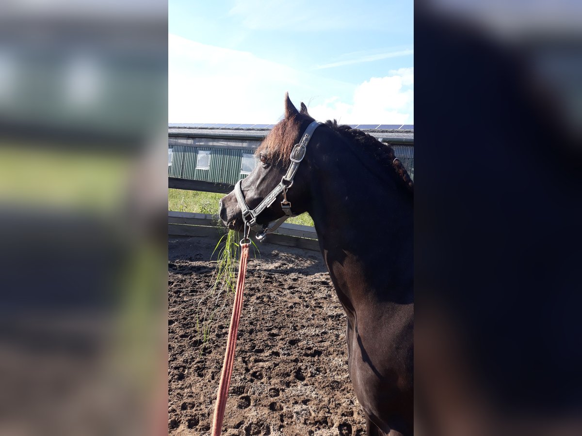 Kuc walijski sekcji B Wałach 18 lat 139 cm Ciemnogniada in Seeth