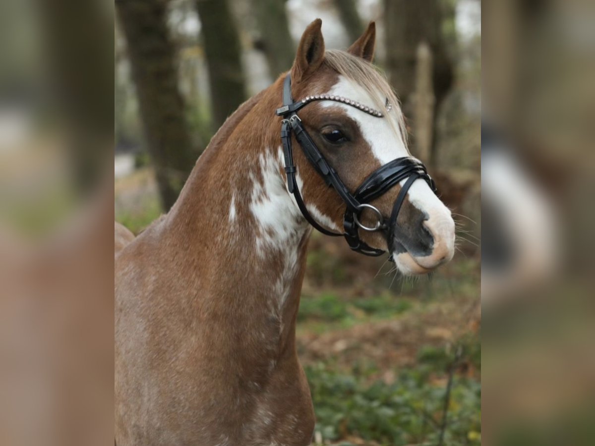 Kuc walijski sekcji B Wałach 2 lat 125 cm in Aalten