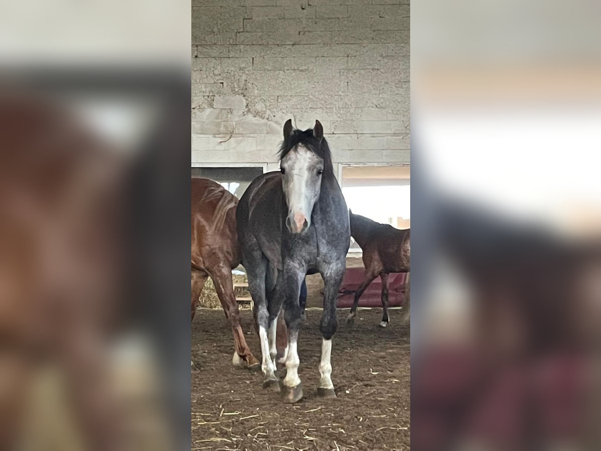 Kuc walijski sekcji B Wałach 3 lat 125 cm Siwa jabłkowita in Niederzier