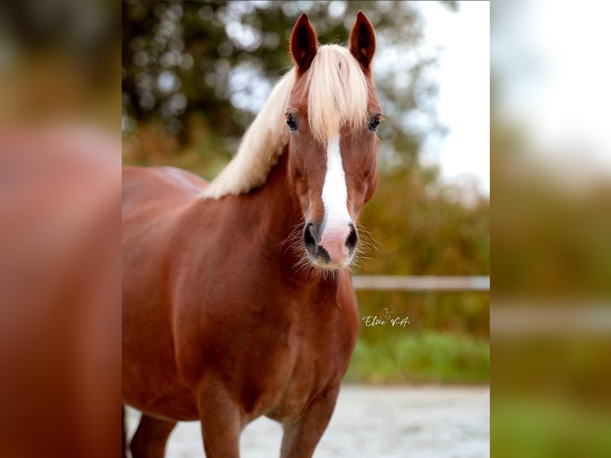 Kuc walijski sekcji C Klacz 11 lat 137 cm Kasztanowata in Koningshooikt