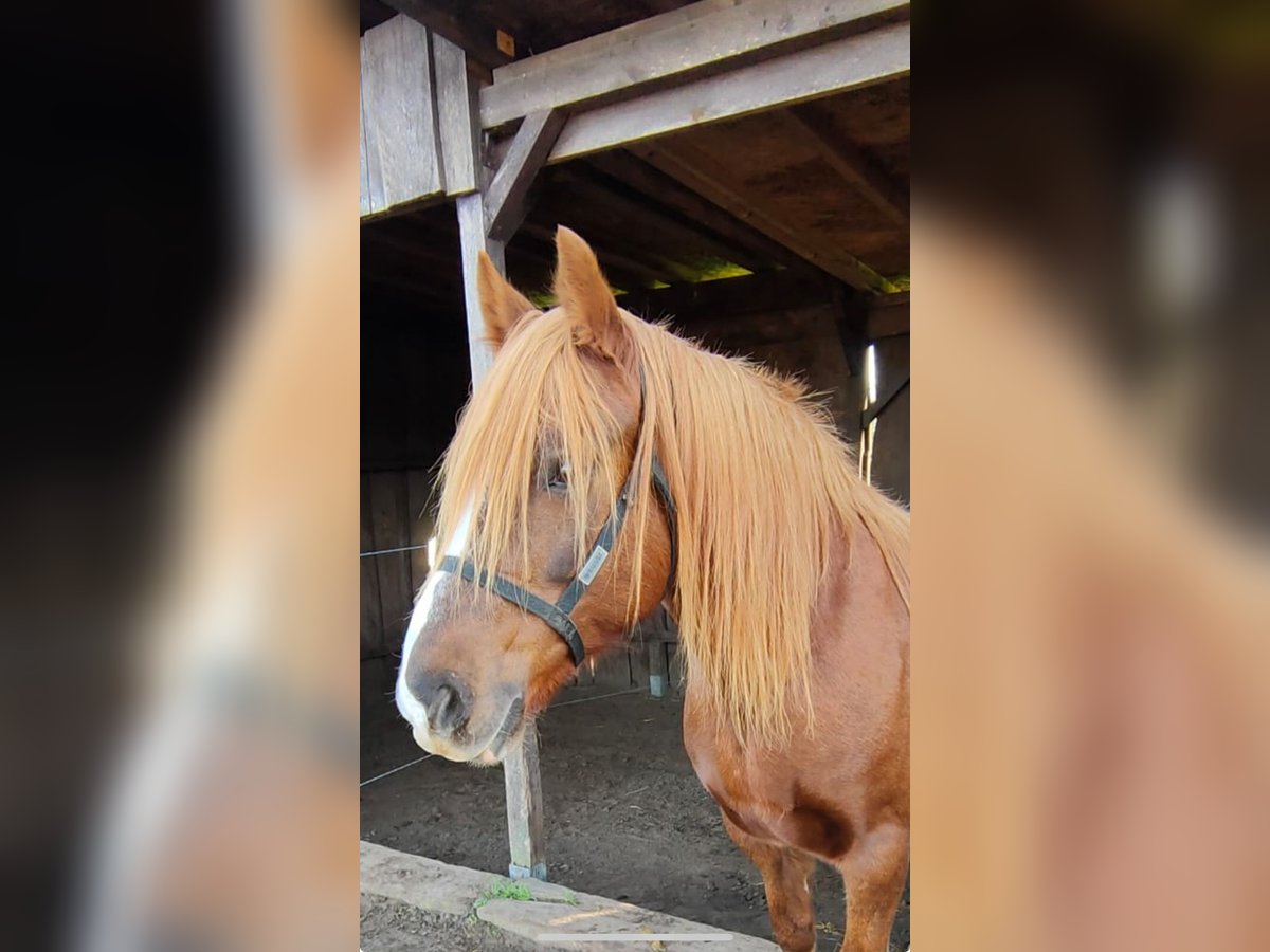 Kuc walijski sekcji C Klacz 14 lat 140 cm Kasztanowata in Falkensee