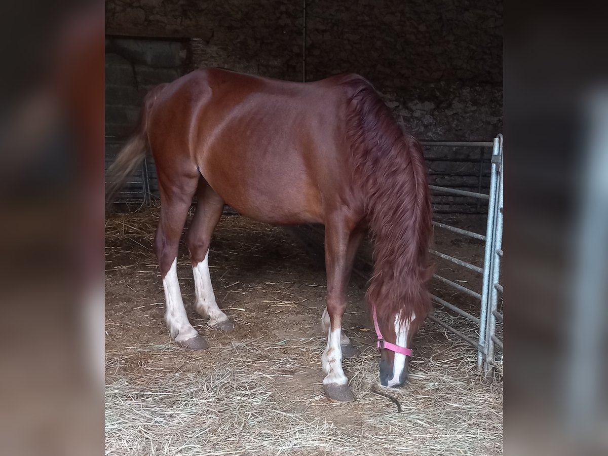 Kuc walijski sekcji C Klacz 15 lat 133 cm Kasztanowata in Magnac-Laval