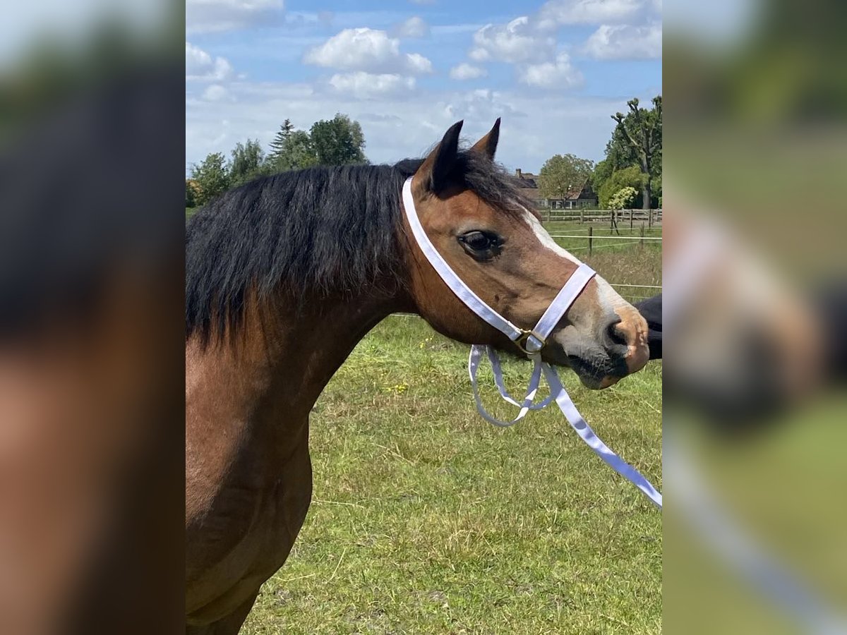 Kuc walijski sekcji C Klacz 15 lat 135 cm Ciemnogniada in maldegem