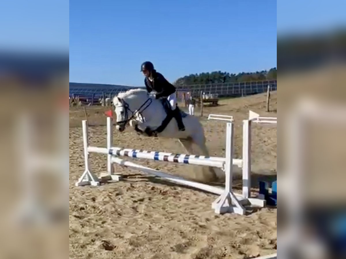 Kuc walijski sekcji C Klacz 17 lat 134 cm Siwa in Papenhagen