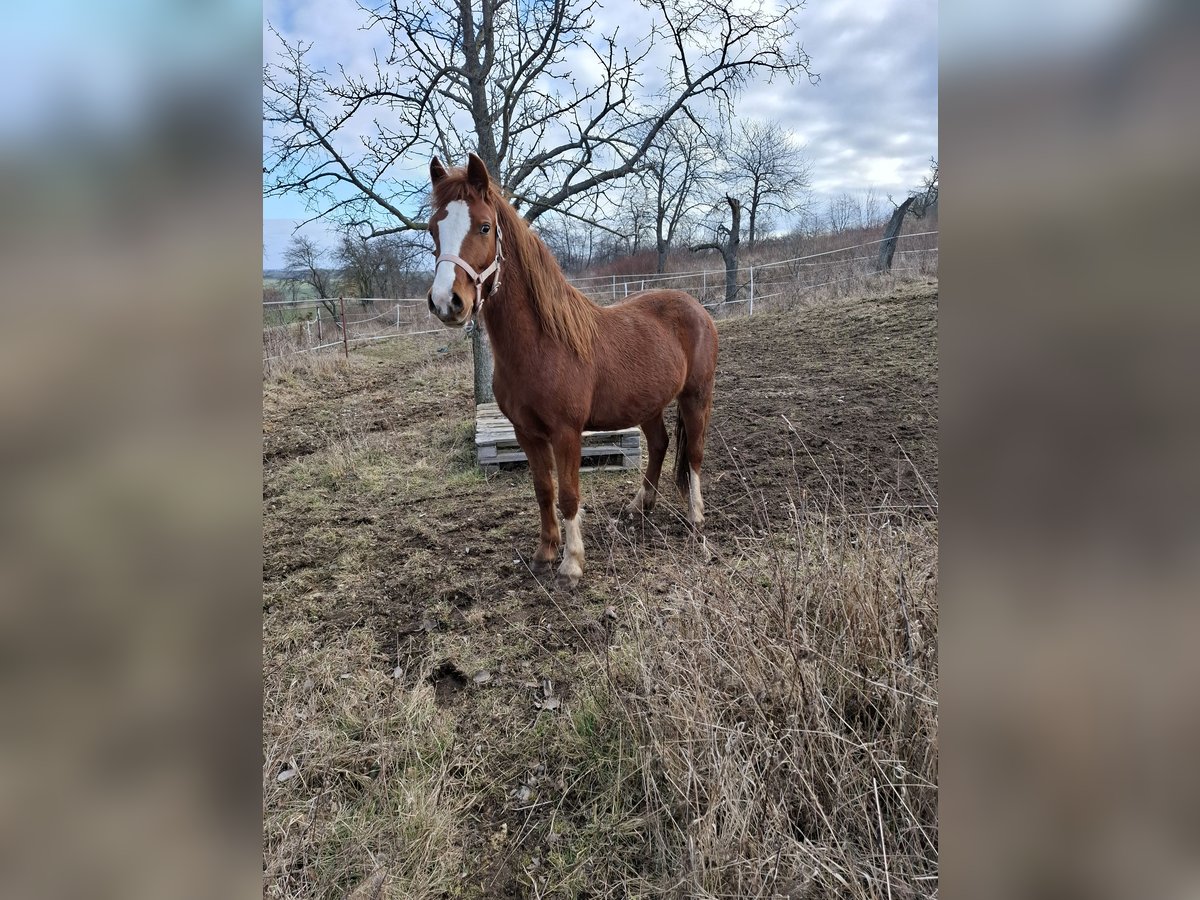 Kuc walijski sekcji C Klacz 2 lat 132 cm Kasztanowata in Freyburg