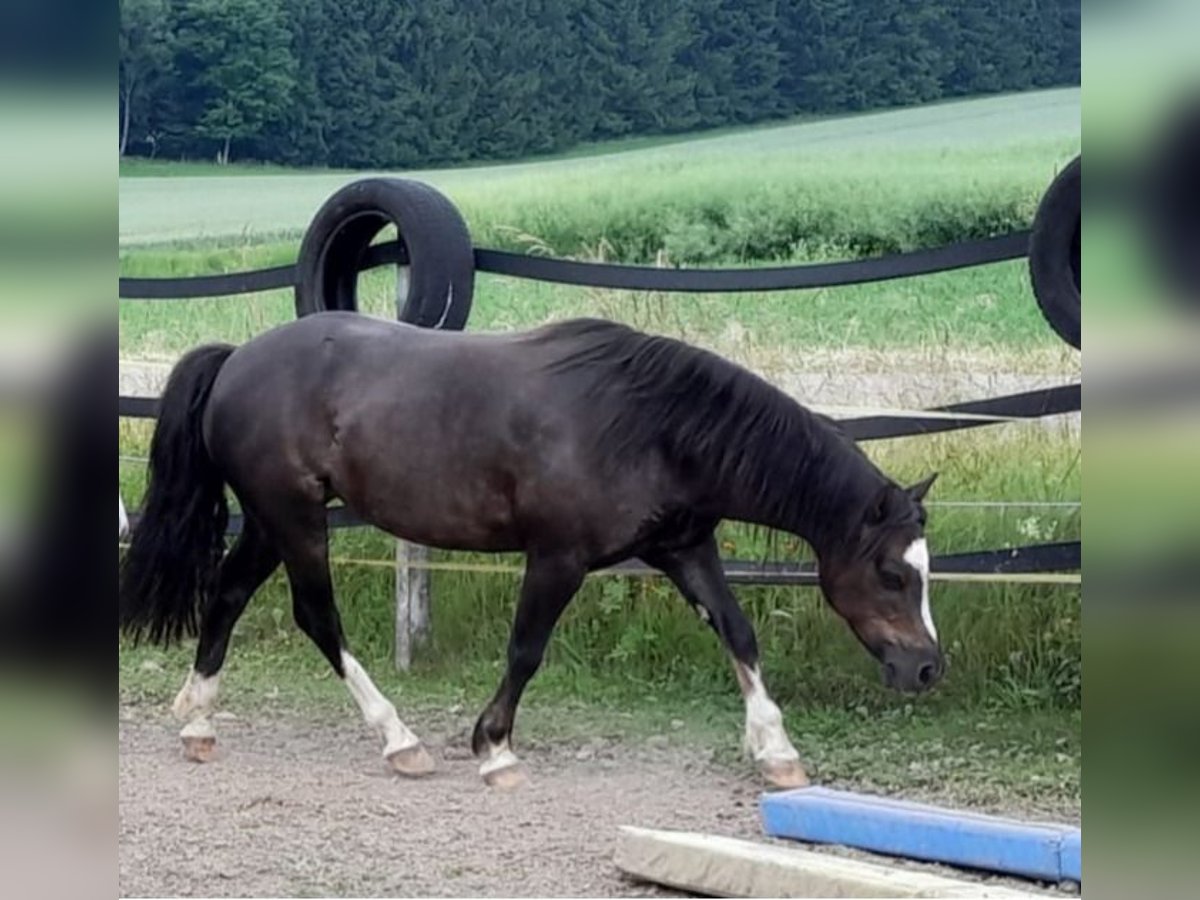 Kuc walijski sekcji C Klacz 9 lat 127 cm Ciemnokasztanowata in Lauterstein