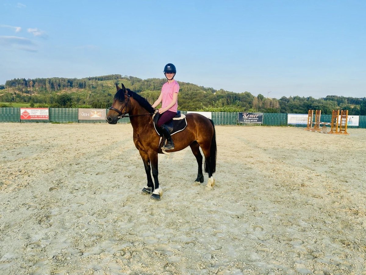 Kuc walijski sekcji C Klacz 9 lat 138 cm Ciemnogniada in Lindlar