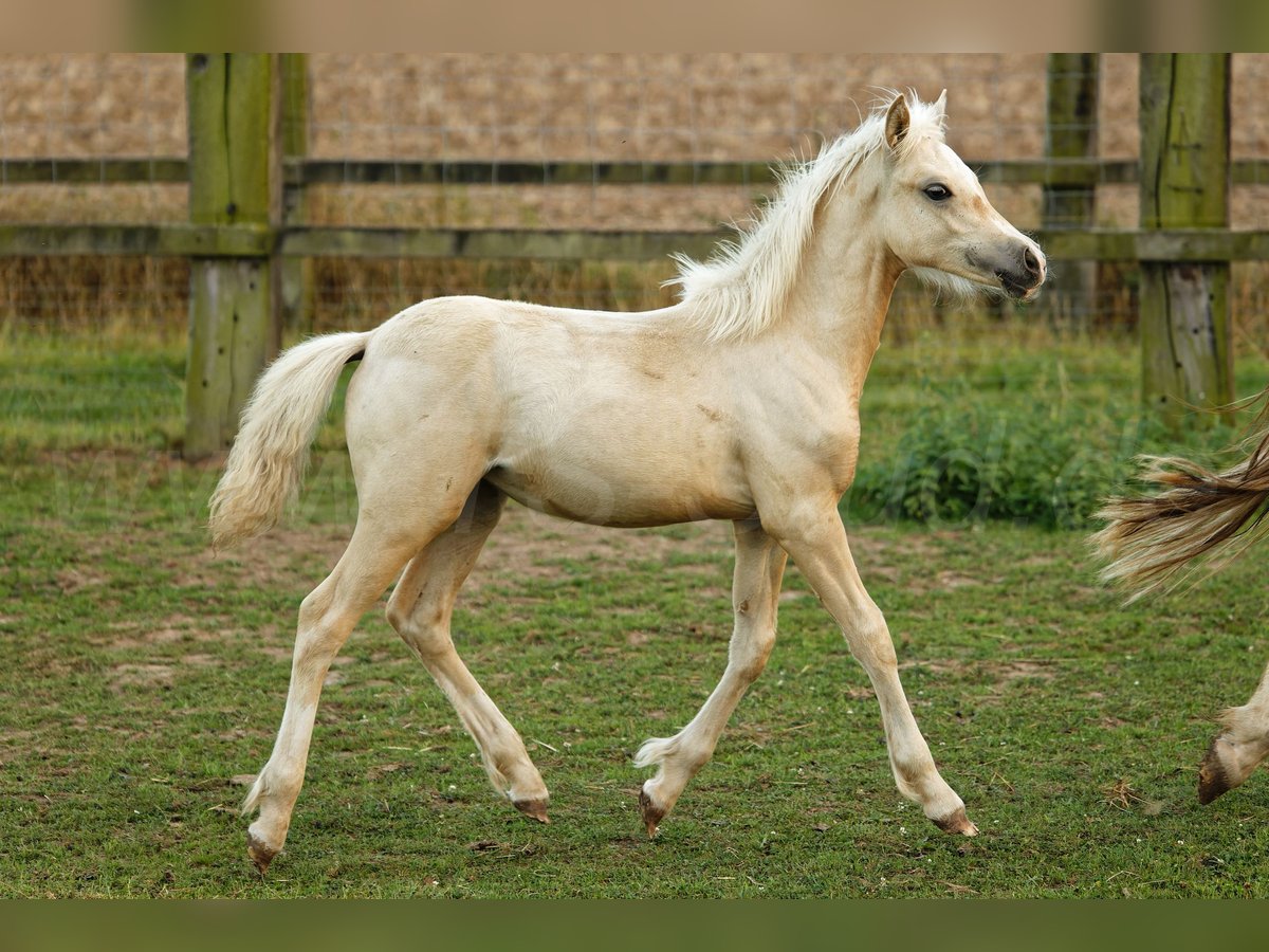 Kuc walijski sekcji C Klacz Źrebak (05/2024) 135 cm Izabelowata in Meerbusch