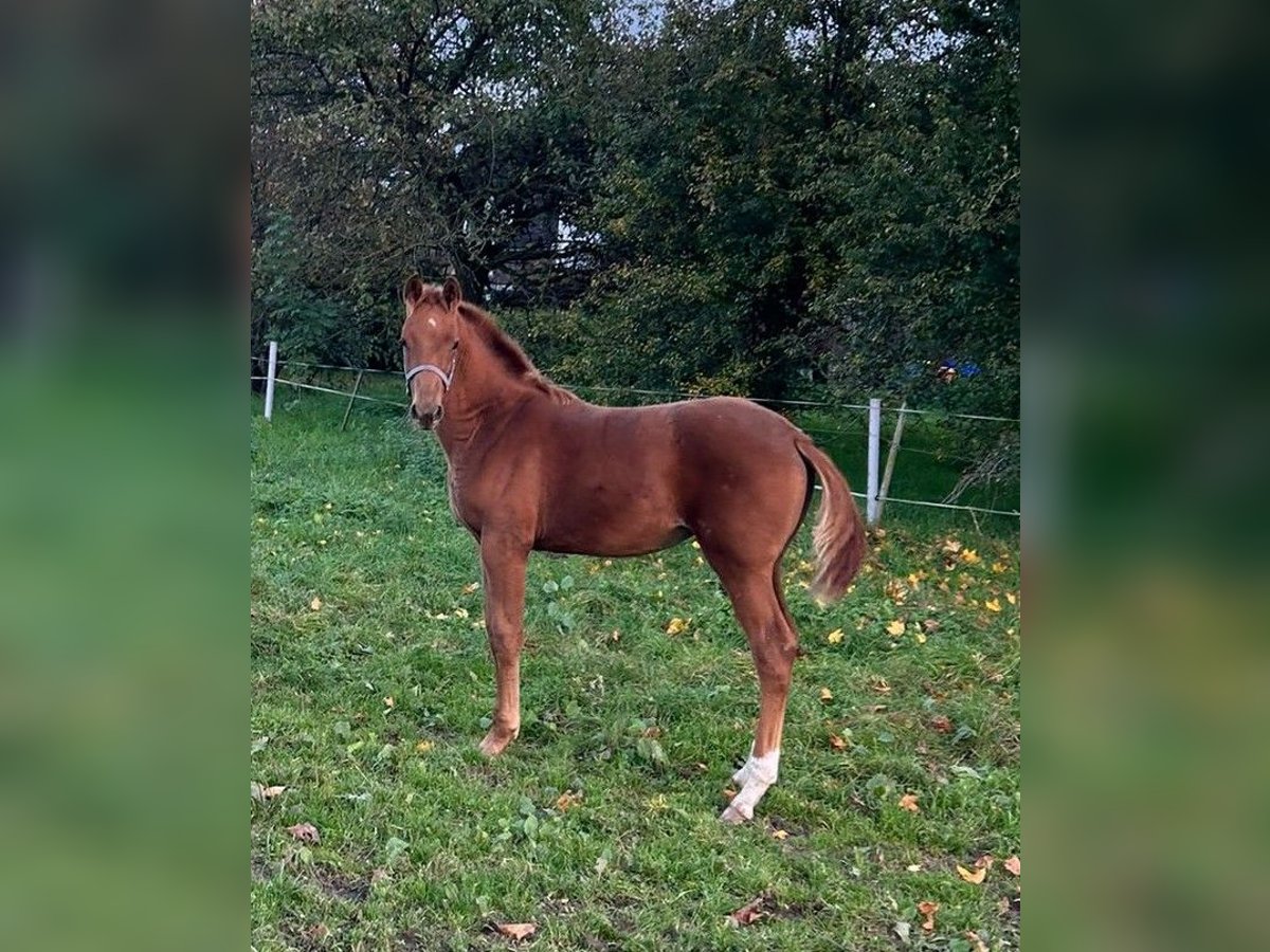 Kuc walijski sekcji C Klacz Źrebak (05/2024) 168 cm Cisawa in Krefeld