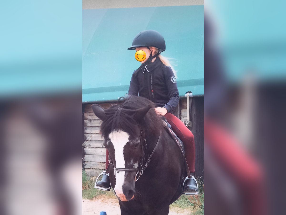 Kuc walijski sekcji C Mix Wałach 22 lat 130 cm Kara in Rostock