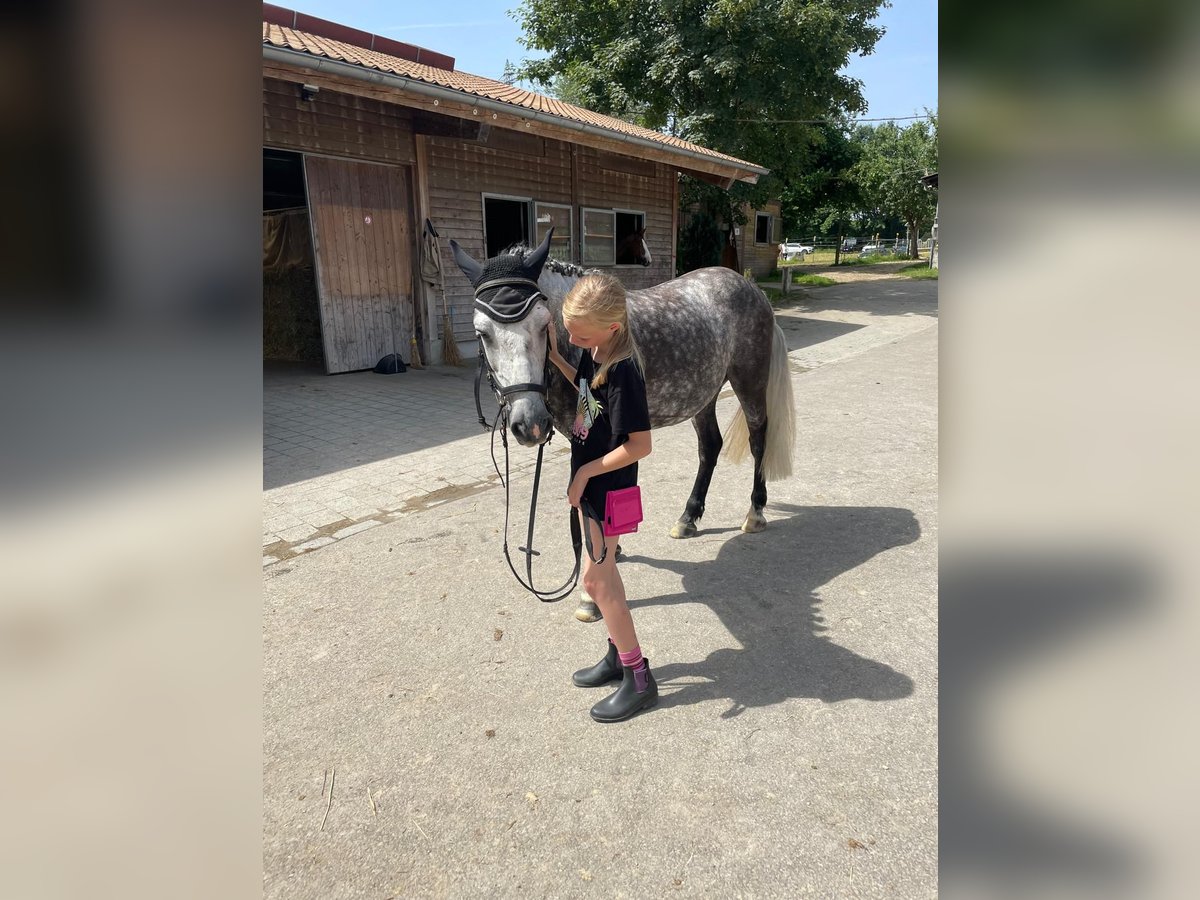 Kuc walijski sekcji C Wałach 6 lat 142 cm Siwa jabłkowita in AllensbachAllensbach