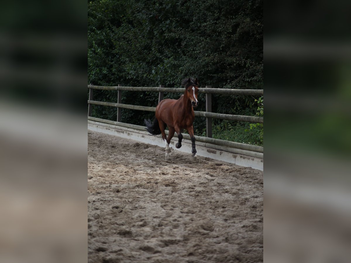 Kuc walijski sekcji C Wałach 14 lat 142 cm Gniada in Essen