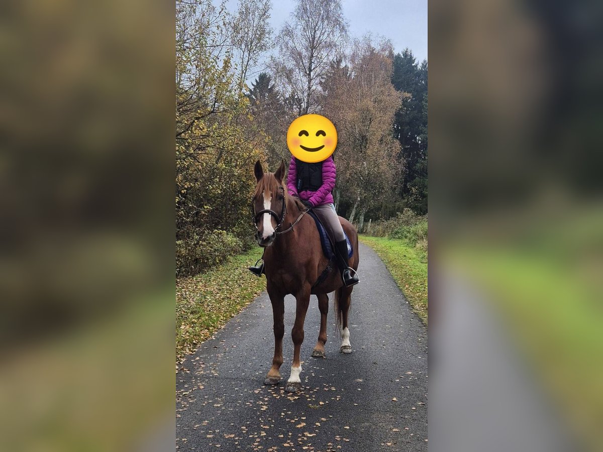 Kuc walijski sekcji D Klacz 12 lat 150 cm Kasztanowata in Linkenbach