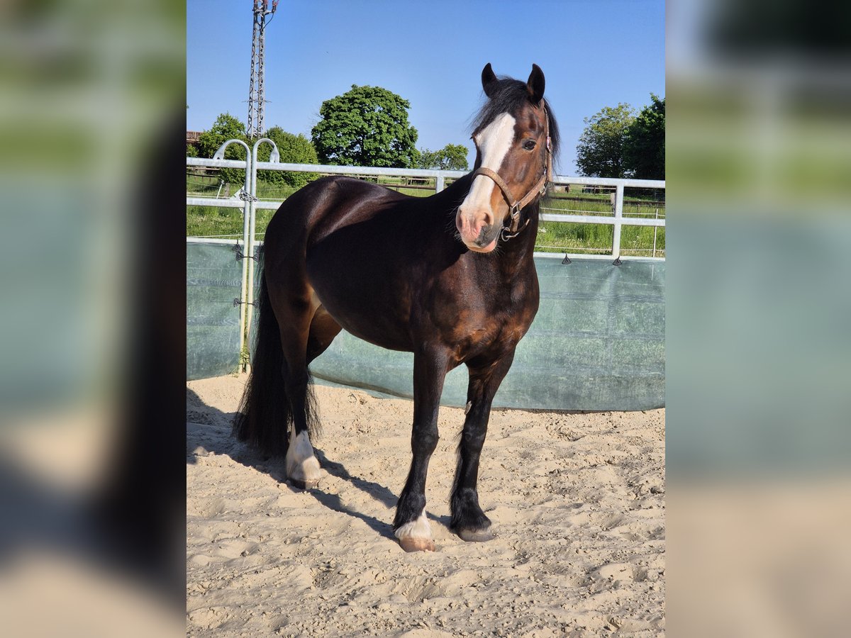 Kuc walijski sekcji D Klacz 14 lat 150 cm Skarogniada in Königslutter am Elm