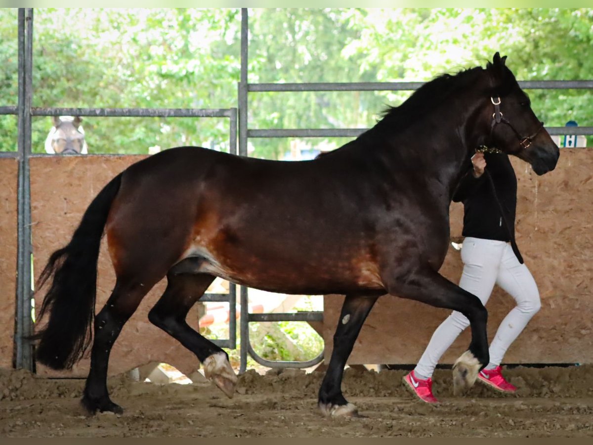 Kuc walijski sekcji D Klacz 7 lat 152 cm in Glüsing