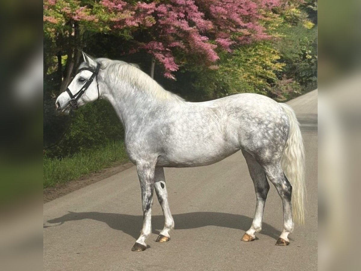 Kuc walijski sekcji D Klacz 8 lat 147 cm Siwa in Murska Soboda