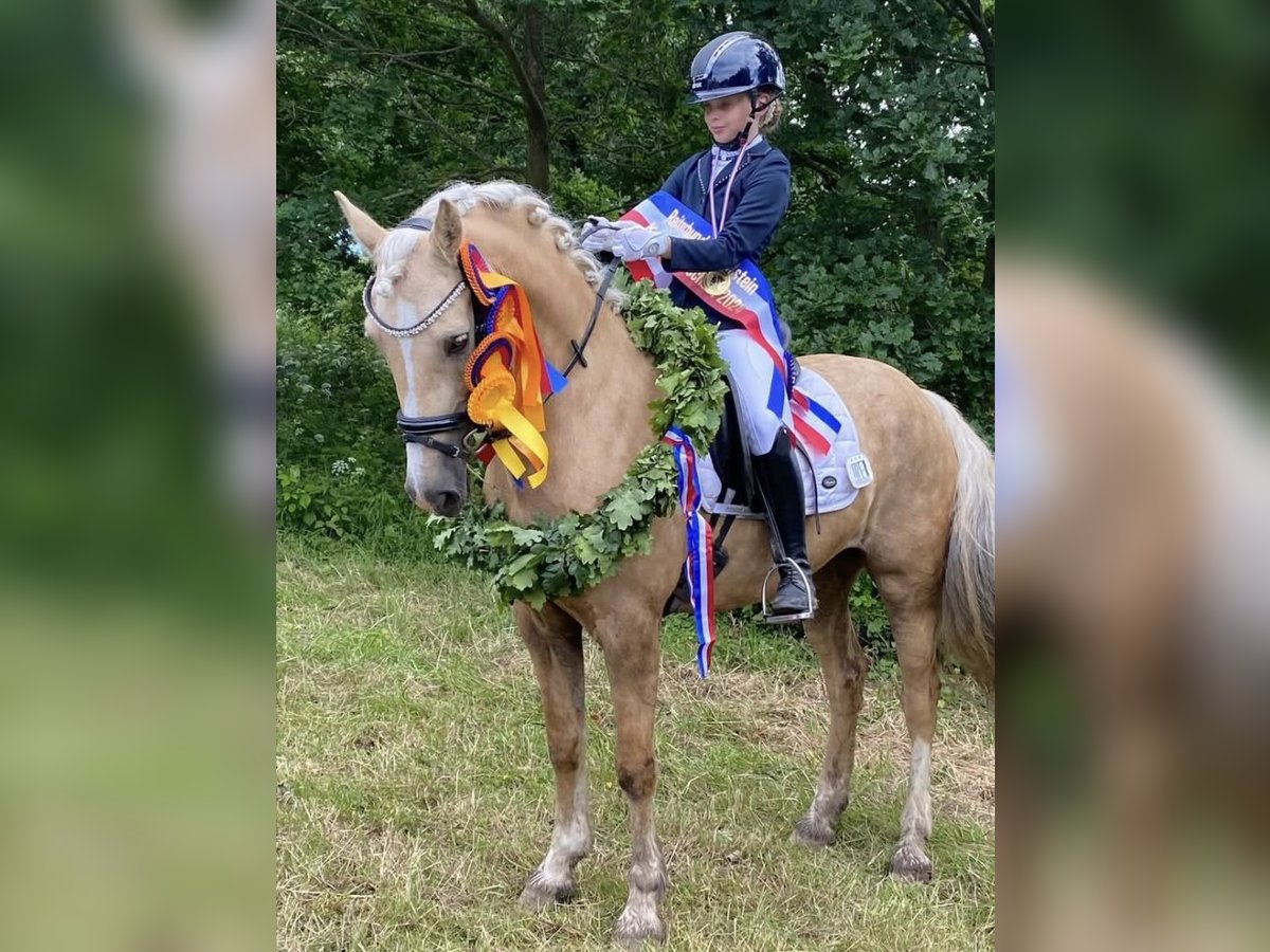 Kuc walijski sekcji D Klacz 9 lat 148 cm Izabelowata in Kabelhorst