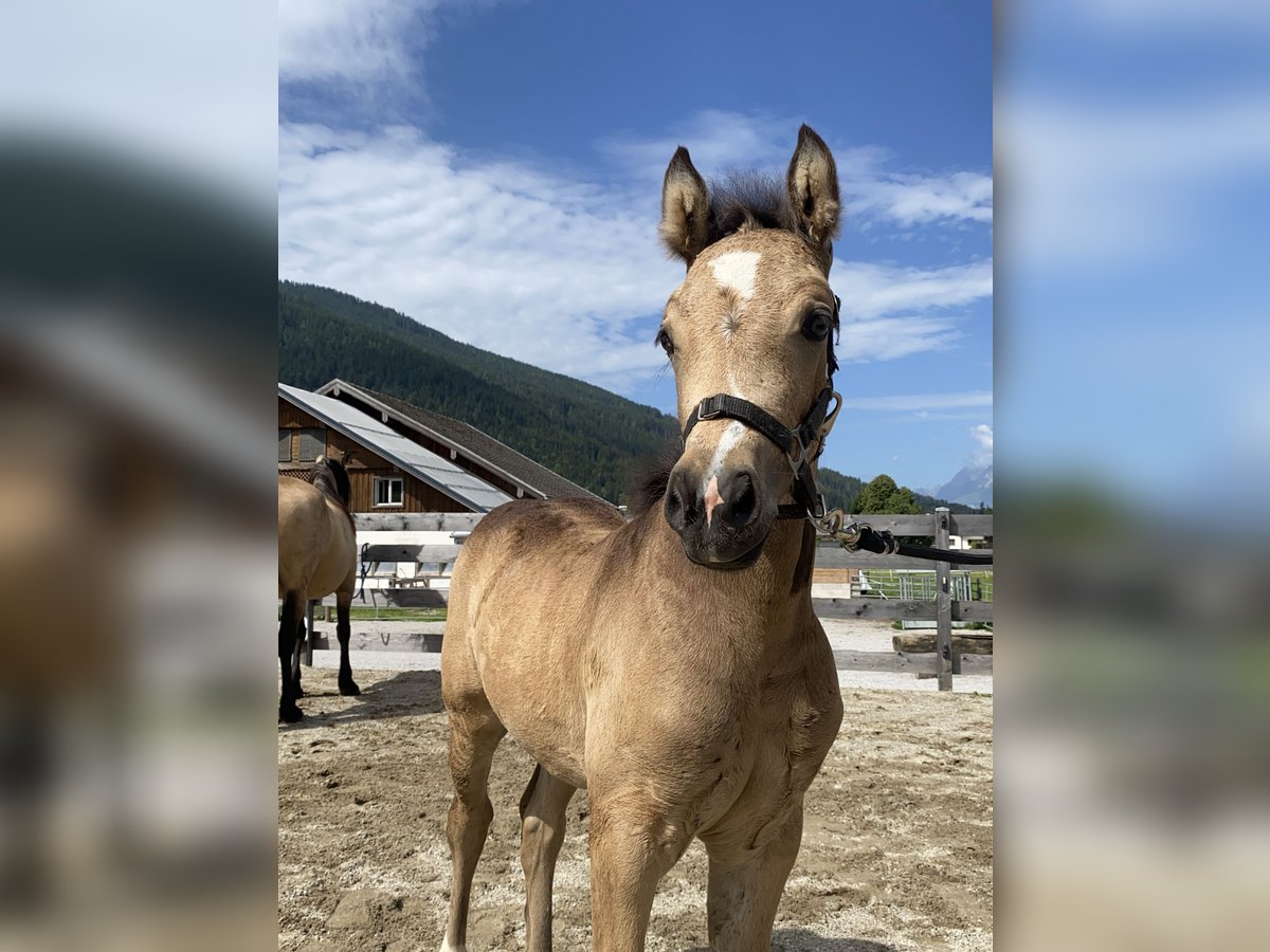 Kuc walijski sekcji D Klacz Źrebak (05/2024) in Eben im Pongau