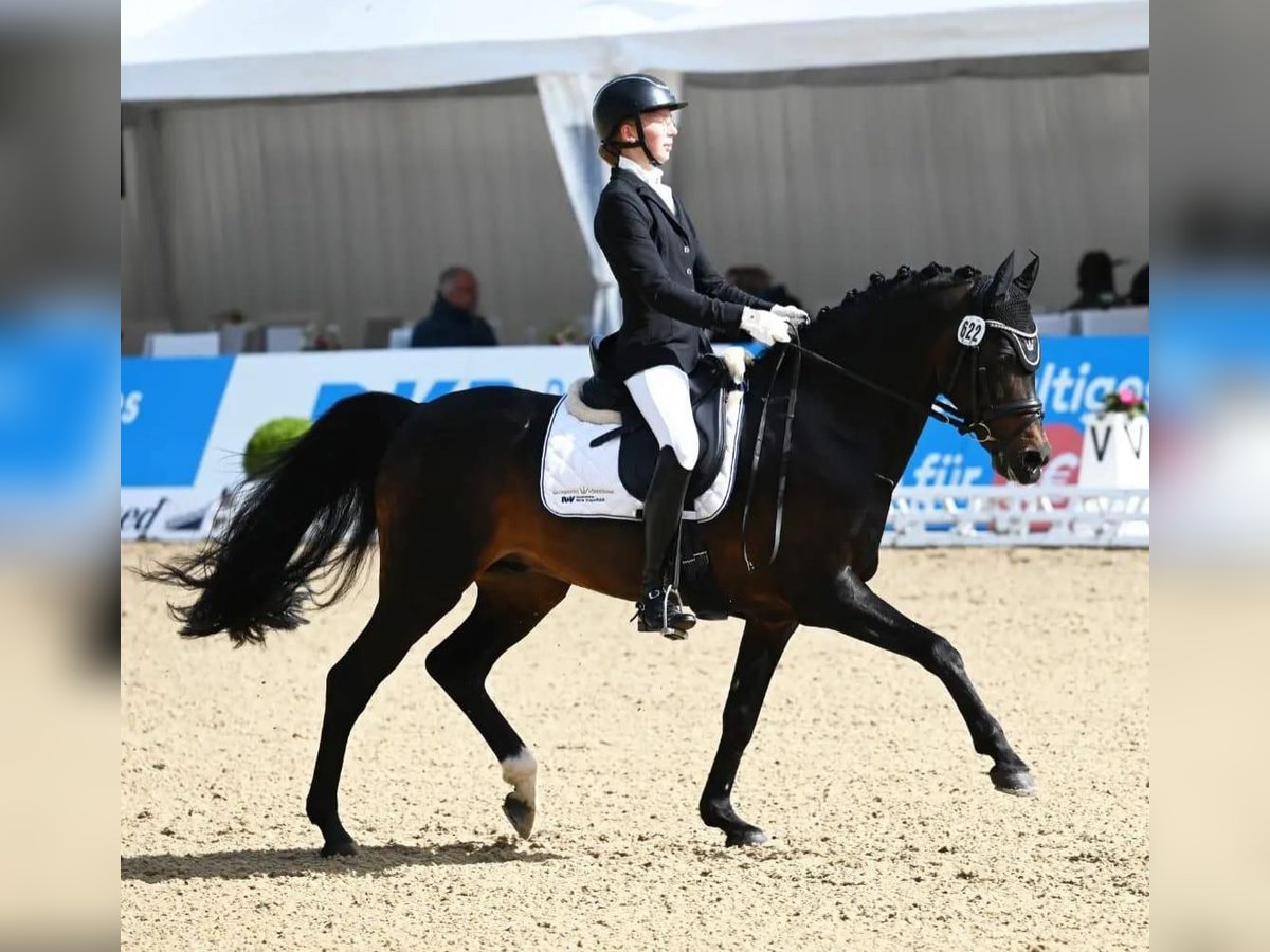 Kuc walijski sekcji D Ogier 17 lat 147 cm Ciemnogniada in Weede OT Mielsdorf