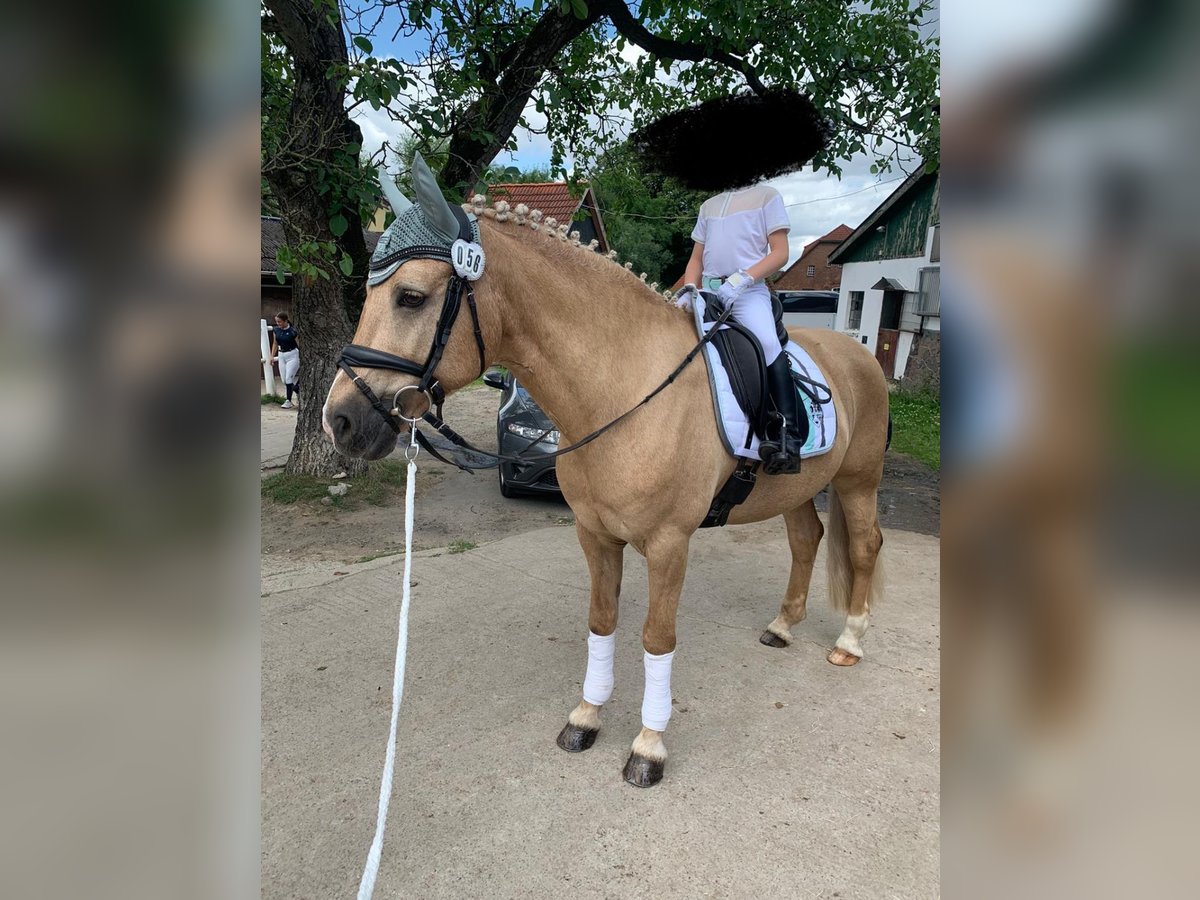 Kuc walijski sekcji D Wałach 19 lat 148 cm Izabelowata in Tangstedt