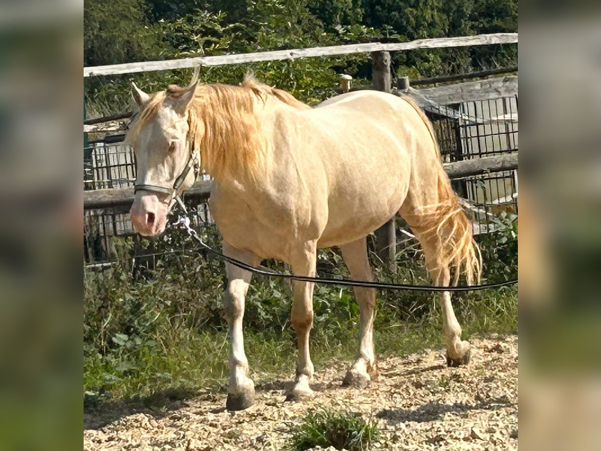 Kuc walijski sekcji D Wałach 5 lat 143 cm Cremello in Butzbach