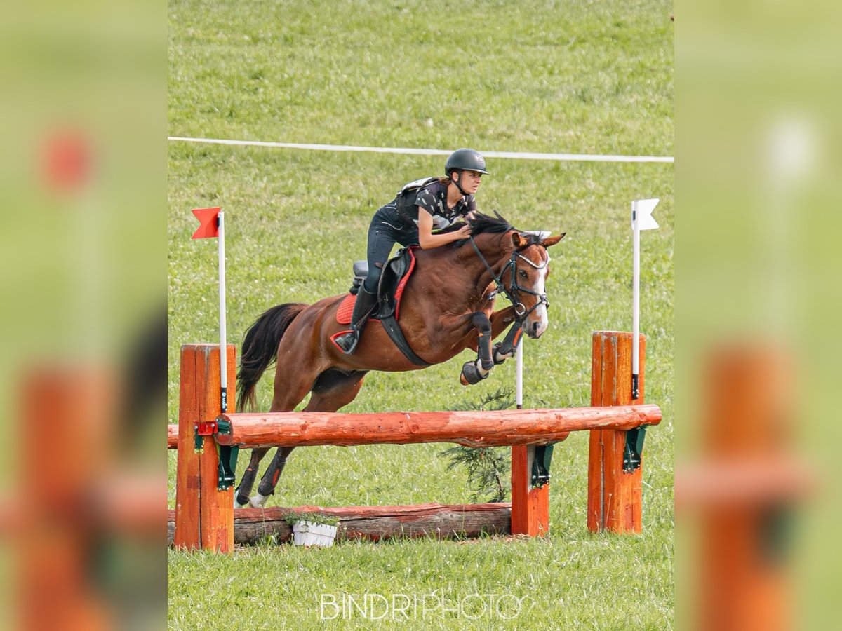 Kuc walijski sekcji D Wałach 6 lat 148 cm Gniada in Veszpr&#xE9;mfajsz