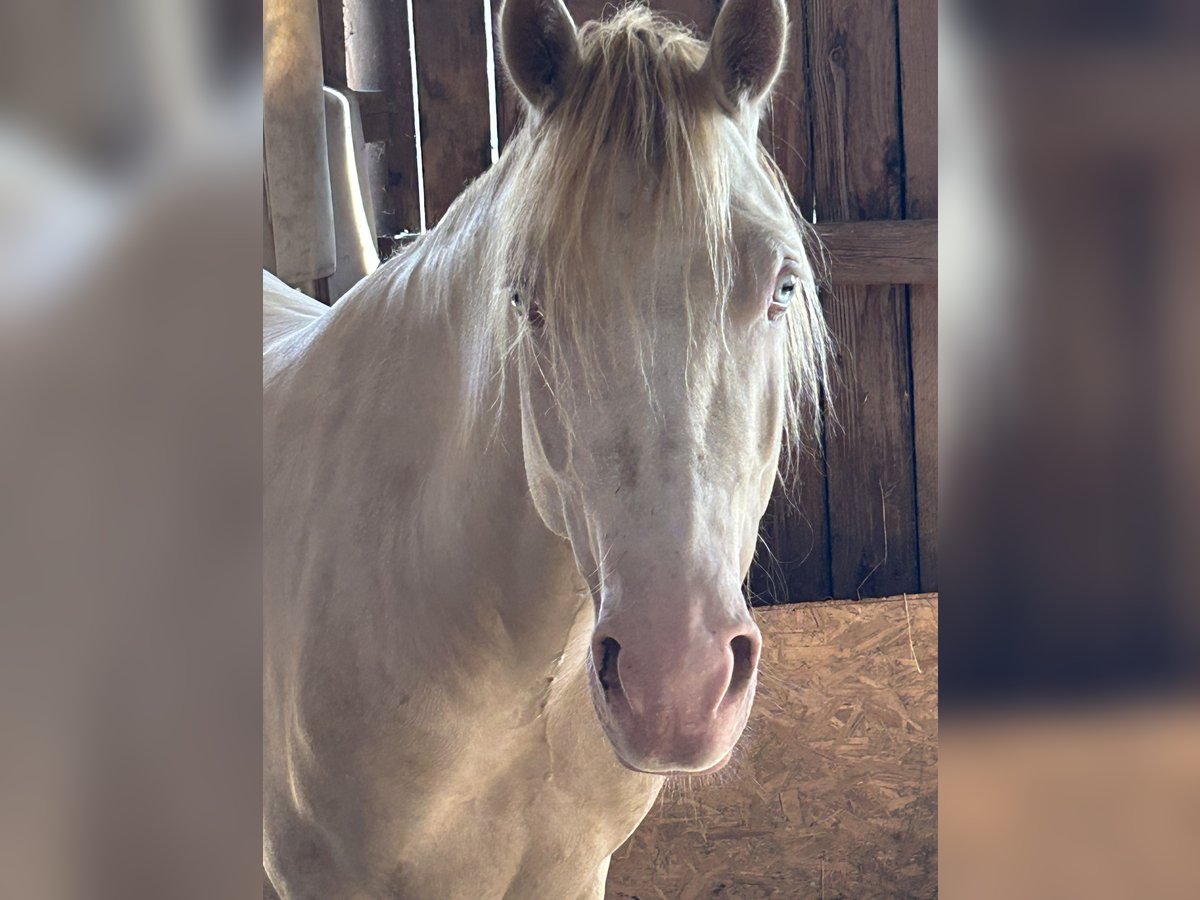 Kuc walijski sekcji D Wałach 5 lat 142 cm Cremello in Butzbach