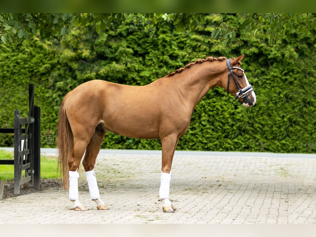 Kuc walijski sekcji D Wałach 6 lat 145 cm Kasztanowata in Biddinghuizen