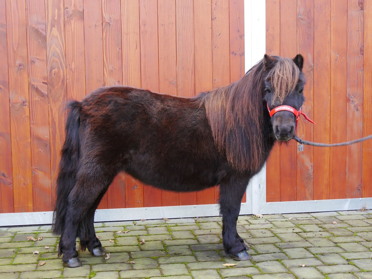 Kuce szetlandzkie Klacz 10 lat 95 cm in Dorsten