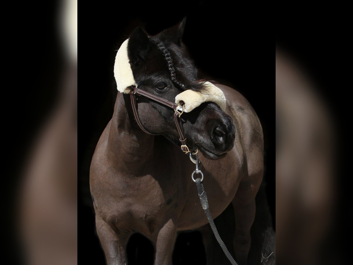 Kuce szetlandzkie Klacz 11 lat 100 cm Kara in Mainburg