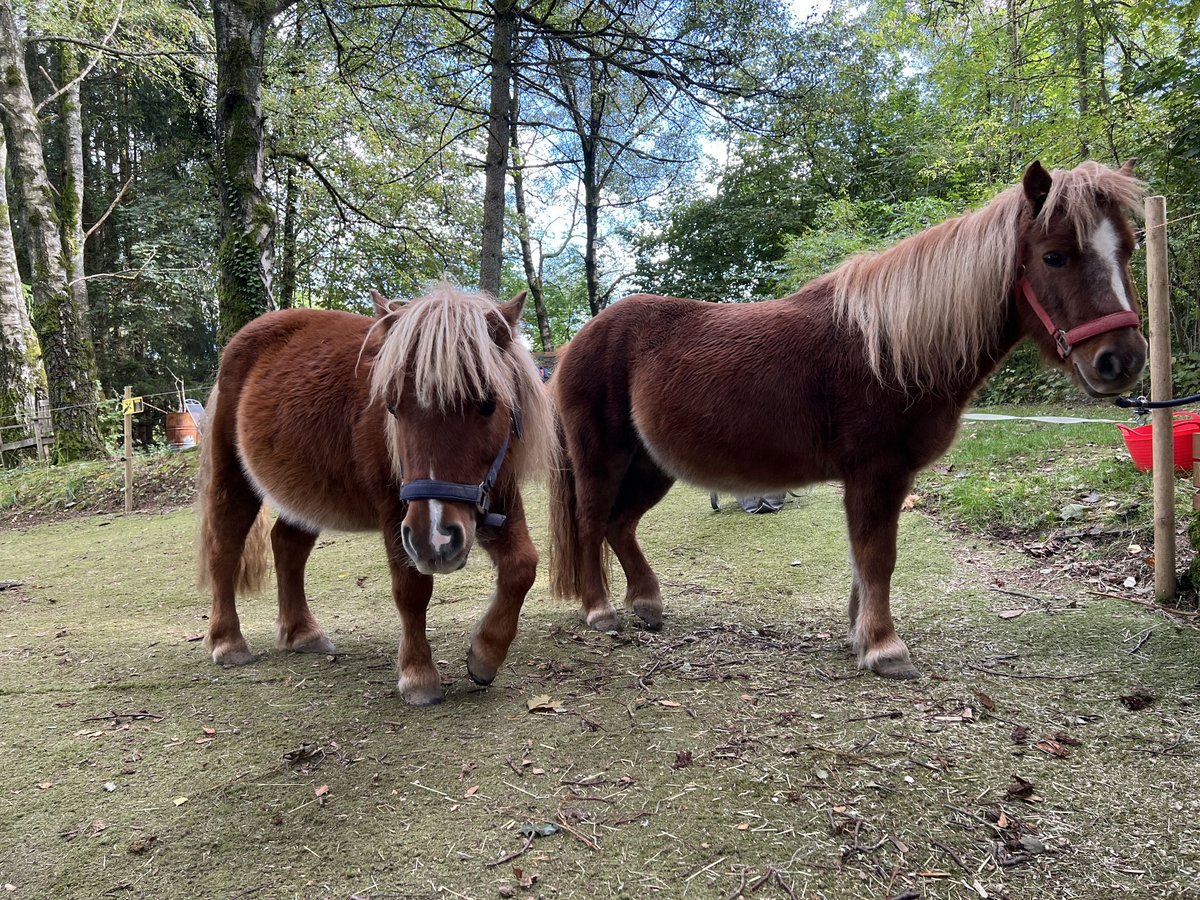 Kuce szetlandzkie Klacz 11 lat 103 cm Kasztanowata in Marienheide