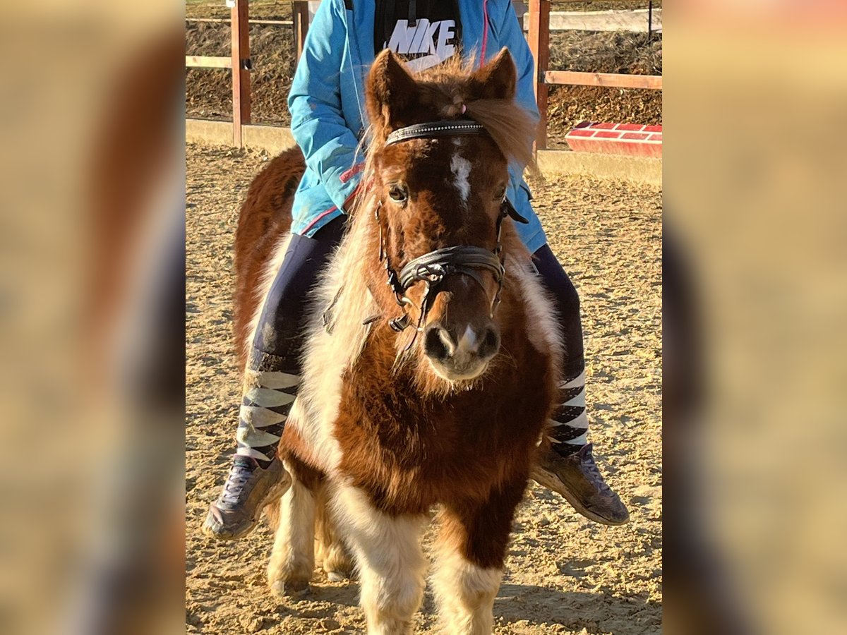 Kuce szetlandzkie Klacz 11 lat 110 cm Srokata in Ursensollen