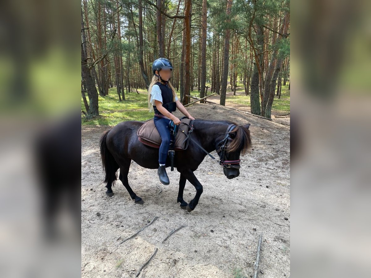 Kuce szetlandzkie Klacz 13 lat 105 cm Kara in Schönwalde