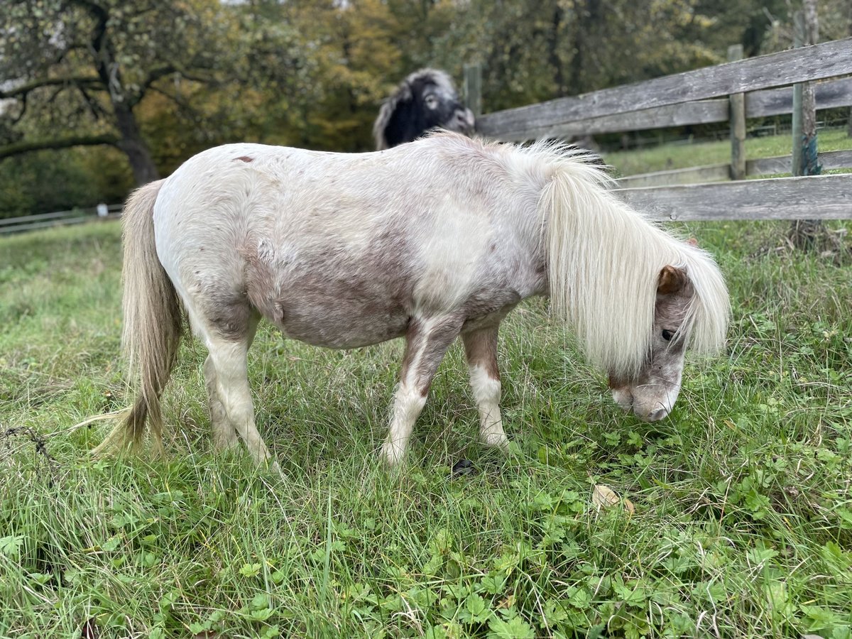Kuce szetlandzkie Klacz 14 lat 92 cm Tarantowata in Forchtenberg