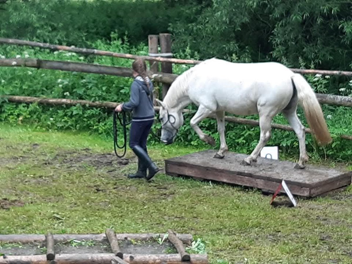 Kuce szetlandzkie Mix Klacz 16 lat 124 cm Siwa in Raabs an der Thaya