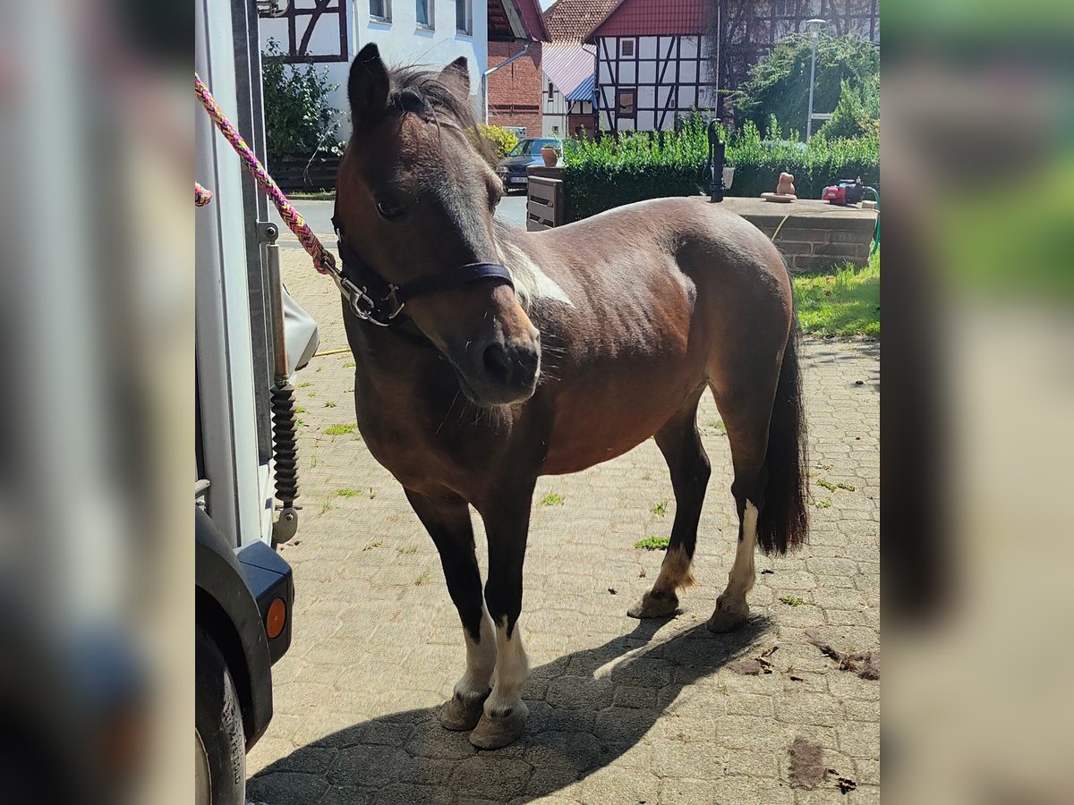 Kuce szetlandzkie Klacz 18 lat 110 cm Srokata in Gleichen