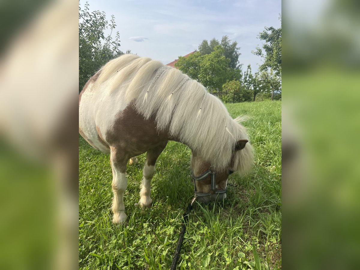 Kuce szetlandzkie Mix Klacz 19 lat 100 cm Srokata in Kirchbach-zerlach