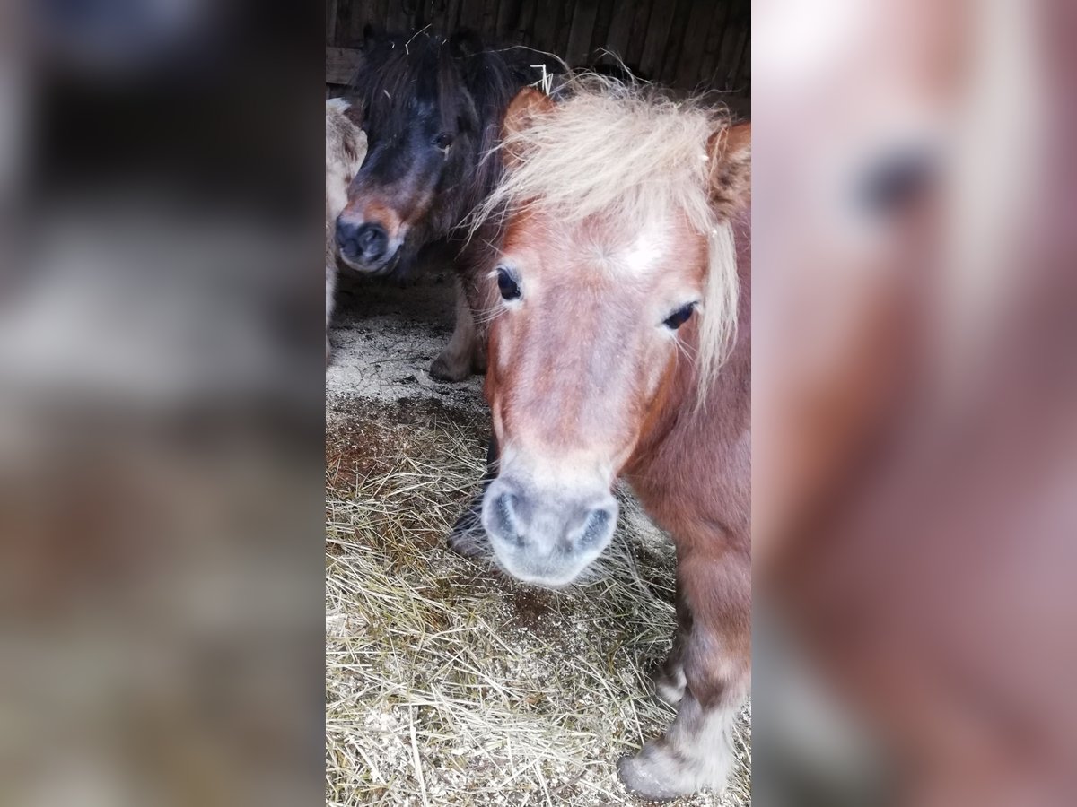 Kuce szetlandzkie Klacz 20 lat 105 cm Kasztanowata in Burghaslach