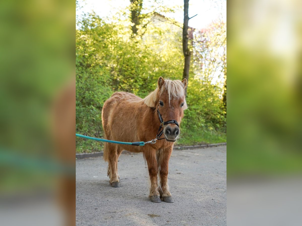 Kuce szetlandzkie Klacz 20 lat 90 cm Kasztanowata in Lorch